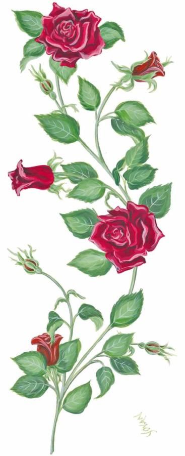 Rose design with vines Rose Vine Drawing, Rose Vine Tattoos, Flower Vine Tattoos, Vine Drawing, Rose Drawing Tattoo, Rose Vine, Vine Tattoos, Rose Vines, Drawing Clipart