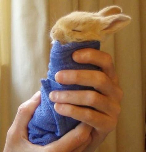 Wrapped In Blanket, Somebunny Loves You, Sleeping Bunny, Tiny Bunny, House Rabbit, Bunny Pictures, All Things Cute, Baby Bunnies, Hamsters