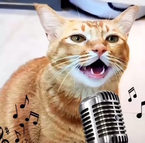 This cat can sing 😍#cat #cutepets #sing #amazing #talent | Singing Cat | TikTok Cat Singing, Singing Cat, Cat Tiktok, Silly Animals, Cat Food, Cat Life, Cats Of Instagram, Cute Cat, Singing