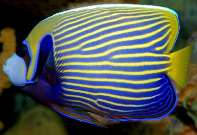 Peces y plantas ornamentales: Pomacanthus Imperator - Pez ángel Emperador Emperor Angelfish, Fauna Marina, Butterfly Fish, Salt Water Fishing, Salt Water Fish, Deep Sea Creatures, Saltwater Fish, Marine Aquarium, Marine Fish