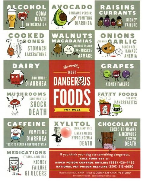 Are Homemade Dog Treats Really Safe? - Fidose of Reality Dangerous Foods For Dogs, World Map Illustration, Toxic Foods For Dogs, Foods For Dogs, Nutrition Infographic, Logos Retro, Liver Failure, The World Map, Map Illustration