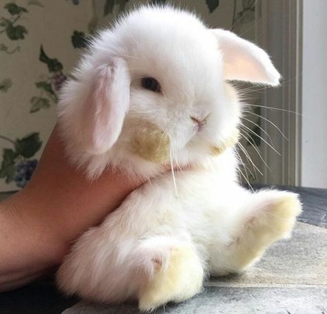 Cute Bunny Pictures, Bunny Pictures, Baby Animals Pictures, Pet Bunny, White Bunny, Pet Rabbit, Baby Animals Funny