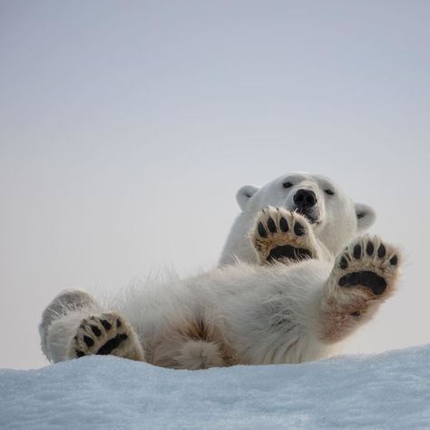 Polar Bear (Ursus maritimus) / Ours polaire / Image by pataexplorer (Pata) from instagram Polar Bear Paws, Polar Bear Paw, Sees Candies, Monthly Challenge, Bear Paws, From Instagram, Amazing Nature, Polar Bear, Bears