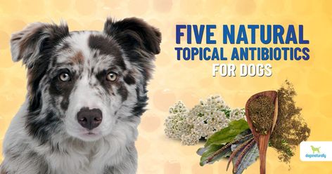 If your dog gets a scratch or scrape do you turn to antibiotics from the vet or rely on something more natural? Here are 5 topical antibiotics for dogs that are all-natural and safe. Antibiotics For Dogs, Natural Antibiotic, Natural Antibiotics, Walk Out, Pet Safe, For Dogs, A Dog, All Natural, Pet