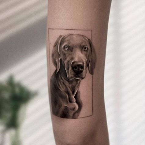 German Culture, Animals Dogs, Animal Portraits, Weimaraner, Dog Portraits, Tattoo Artist, Tattoo Studio, Artist Studio, Pet Portraits