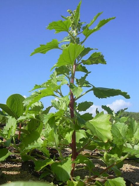 Nettle-leaf goosefoot, whose scientific name is Chenopodium murale, is one of the low-profile members of the amaranth family. Learn how to identify this edible weed in urban settings and other interesting facts. Mallow Plant, Mallow Flower, Invasive Plants, Herbal Magic, Wild Edibles, Wild Plants, Urban Setting, Food Garden, Edible Plants