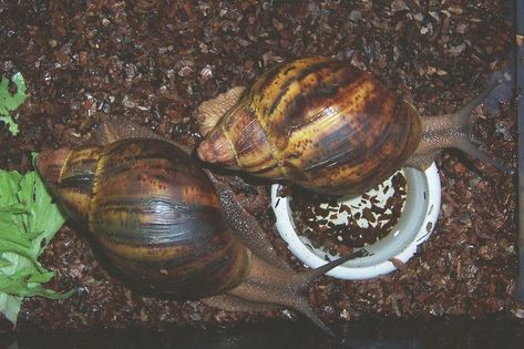 [Ebook Included] How to Start a Profitable Snail Farming (Heliculture) Farming For Beginners, African Snail, Snail Farming, Snails Recipe, Giant African Land Snails, Pet Snails, Farming Business, Small House Design Exterior, Small Farm