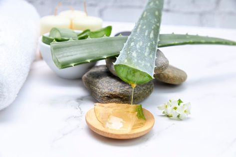 Alovera Plant, Aloe Plant Care, Aloe Vera Powder, Aloe Vera Benefits, Treating Acne, Pure Aloe Vera, Gel Powder, Aloe Vera Plant, Aloe Plant