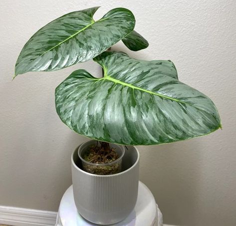 Philodendron sodiroi Care, vs. mamei and for Sale - Homes Pursuit Evergreen Climbing Plants, Fast Growing Climbers, Dream Plants, Happy Families, Plant Wishlist, Garden Scissors, Philodendron Plant, Evergreen Plants, Plant List