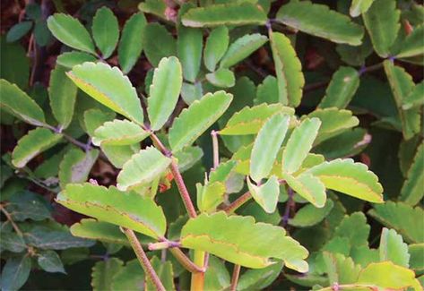 Leaf of Life | Jordan Times Bay Leaf Manifestation For Love, Leaf Problems On Plants, Miracle Leaf Spiritual Benefits, Bay Leaf Manifestation, Plant Leaves Turning Yellow, Reducing High Blood Pressure, Improve Heart Health, First Tooth, How To Make Tea