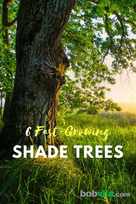 Trees To Plant In Front Yard, Beautiful Trees For Yard, Best Trees For Front Yard, Trees For Shade, Best Shade Trees, Texas Trees, Fast Growing Shade Trees, Trees For Front Yard, Diy Landscape