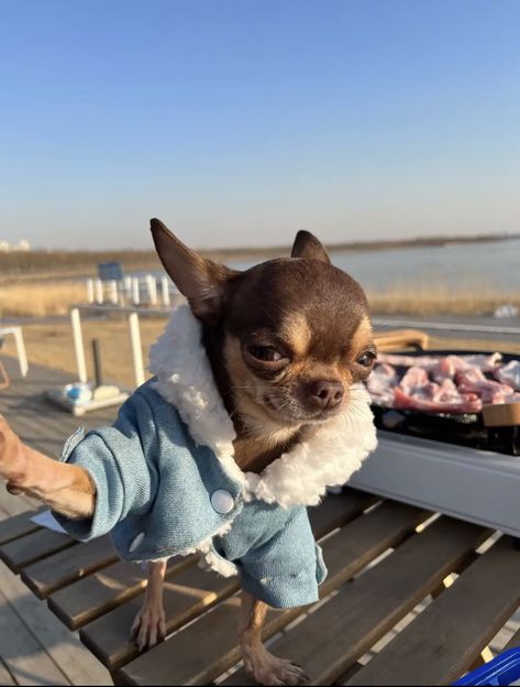 Dobi Chihuahua, Selfie Outside, Cutest Animals On Earth, Taking Selfie, Funny Rats, Ugly Dogs, Goofy Dog, Cute Funny Pics, Very Cute Dogs