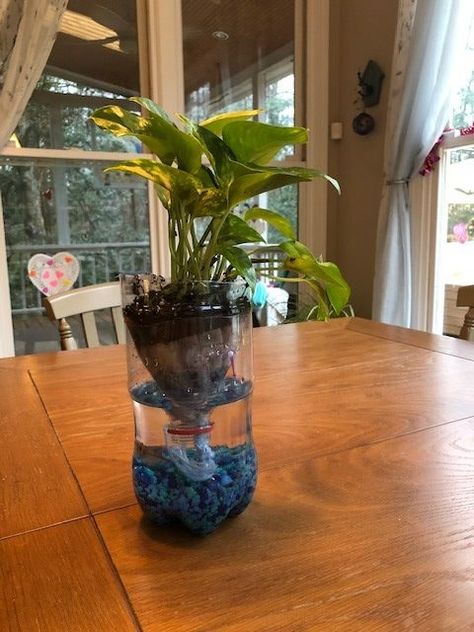 Plastic Bottle Ecosystem, Diy Ecosystem In A Jar With Water, Eco System Projects For Kids, Diy Ecosystem, Biosphere Project, Self Sustaining Ecosystem, Ecosystem In A Jar, Diy Science Experiments For Kids, Kid Experiments At Home