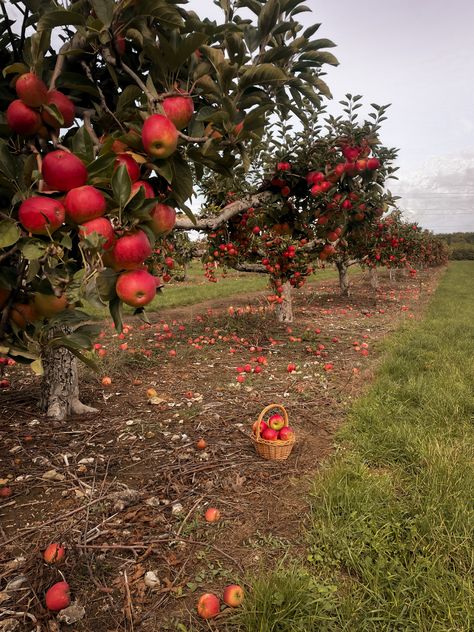 Garden In September, Fall Plans Ideas, September Core Aesthetic, Apple Orchard Aesthetic, Apple Picking Aesthetic, Fall Orchard, Fall Everything, Autumn Apples, Autumn Farm