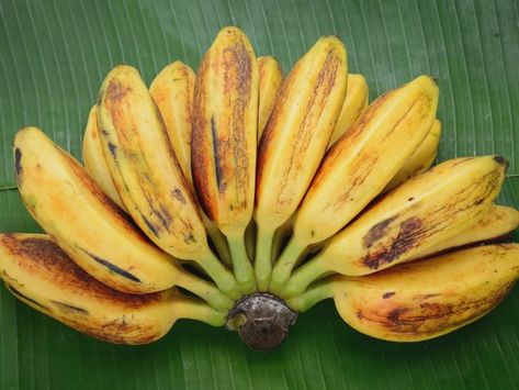 Ripe sweet saba banana on a banana leaf Saba Banana, Banana Uses, Atkins Diet Recipes, Banana Benefits, Nutrition Chart, Ketosis Diet, Banana Fruit, Elimination Diet, Delicious Fruit