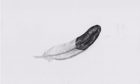 seagull feather Beach Collage, Feather Illustration, Sea Gull, Color Me Beautiful, Tattoos And Piercings, Painting Inspiration, Color Me, Art Tattoo, Feathers