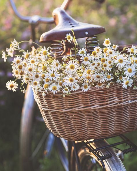 Polubienia: 3,819, komentarze: 88 – Tina (@porcelainpeony) na Instagramie: „Summer basket 🌞 . . . . . #goldenhour #rustic #countrystyle #tv_fadingbeauty #tv_stilllife…” Daisy Aesthetic, Bicycle Pictures, Flower Therapy, Spring Aesthetic, Alam Yang Indah, Flowers Photography, Featured Artist, My Flower, Pretty Flowers