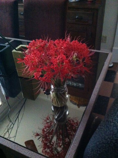 Spider Lilly Bouquet Red Spider Lily Bouquet, Spider Lillie’s, Spider Lily Bouquet, Red Lily Bouquet, Spider Lillies, Red Spider Lily, Spider Lily, Red Spider, Red Lily