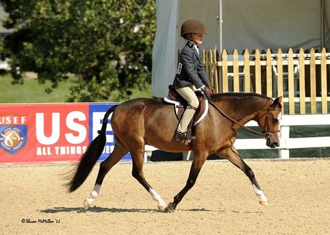 Horse Riding For Kids, Hunter Jumper Videos, Pony Hunter Jumper, Jumper Courses Show Jumping, Horse Landing Jump, Hunter Horse, Dark Bay Horse Jumping, Pony Horse, Cute Ponies