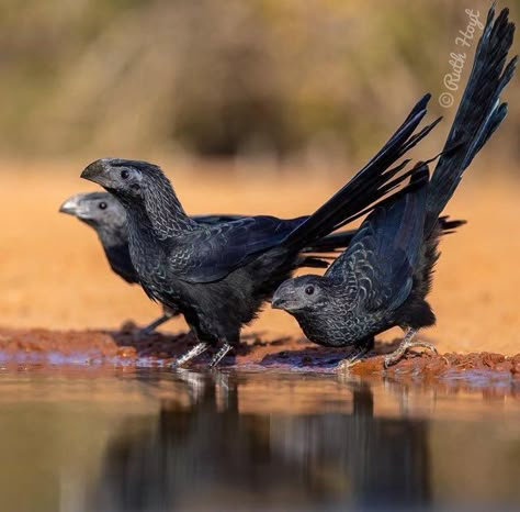 Groove-billed Ani, alias: mini raptor Cool Animal Photos, Groove Billed Ani, Animal Reference Photos, Black And White Animals, Cool Birds, See Animals, Tiny Dinosaur, Friends Photo, Cool Animals