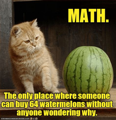 Question #5- A man buys 64 watermelons... Math Memes Funny Hilarious, Math Memes Funny, Crazy Facts, Math About Me, Math Humor, Persuasive Writing, Embarrassing Moments, Very Funny Pictures, Funny Cat Memes