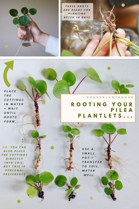 Pilea Peperomioides Propagate, Pilea Propagation, Pilea Plant Care, Houseplants Propagation, Propagate Pilea, Houseplant Propagation, Plants To Propagate, Water Plants Indoor, Tanaman Indoor