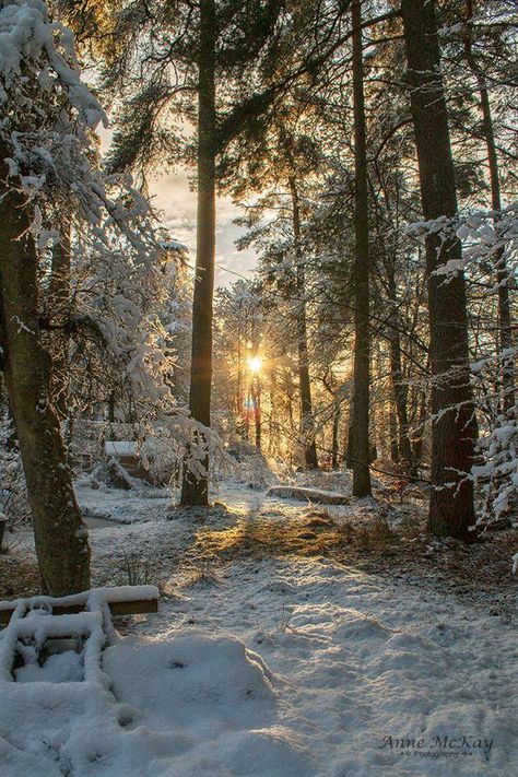 Winter Woods Wonderland in Scotland Winter Forest Landscape, Winter Woods Aesthetic, Winter Forest Photography, Winter Woods Wallpaper, Winter Aethestic, Winter In Scotland, Winter Scotland, Winter In The Woods, Scotland Winter