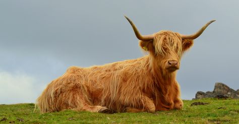 https://flic.kr/p/yi7if7 | Highland Cow Laying | Taken at Beacon Hill Leicester Highland Cow Reference, Cow Reference Drawing, Cow Laying Down, Cow Tattoo, Easy Animal Drawings, Easy Animals, Cute Cows, Christmas Drawing, Highland Cow