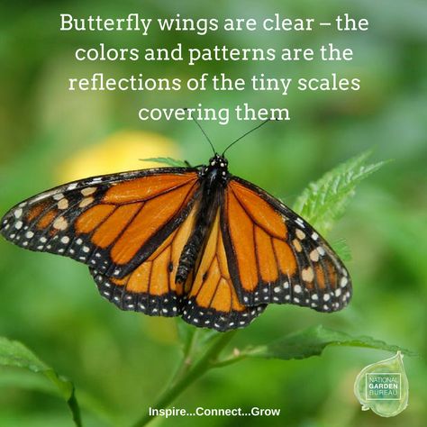 Butterfly wings are clear, the scales reflect the light - National Garden Bureau #butterflygarden #butterfly #pollinatorgarden #gardeningtips Milkweed Plant, Backyard Remodel, Monarch Butterflies, Garden Quotes, Pollinator Garden, Work From Home Moms, Butterfly Garden, Gardening For Kids, Monarch Butterfly