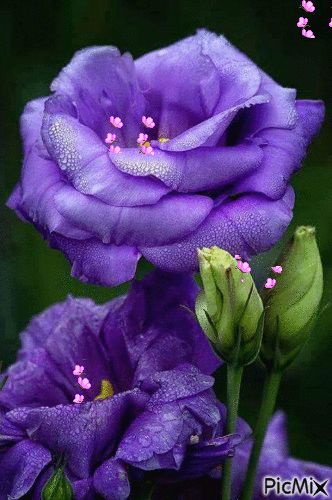 Cool Wallpapers For Walls, Blue Flowers Images, Cool Wallpapers For Girls, Purple Flowers Garden, Beautiful Friday, Beautiful Flowers Images, Rustic Flowers, Beautiful Flowers Wallpapers, Beautiful Rose Flowers