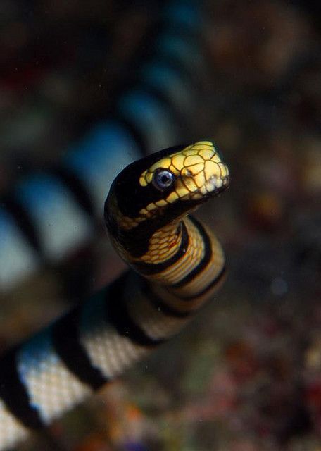 Krait Snake, Sea Krait, Cool Snakes, Snake Reptile, Sea Snake, Reptile Snakes, Beautiful Snakes, Animal Wildlife, Underwater Life