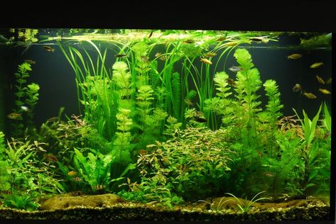 Anyone Use Diane Walstad Method for Low Tech Tank? - The Planted Tank Forum Low Tech Planted Aquarium, Walstad Tank, Walstad Aquarium, Walstad Method, Fish Aquarium Decorations, Fish Tank Themes, Fish Tank Terrarium, Aquascape Design, Fish Tank Design