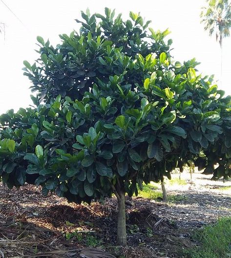 Randia fitzalanii - Google Search Native Gardenia Tree, Randia Fitzalanii, Garden Nomes, Gardenia Tree, Patio Planting, Tree With Pink Flowers, Gardenia Trees, Garden Palette, Gardenia Plant