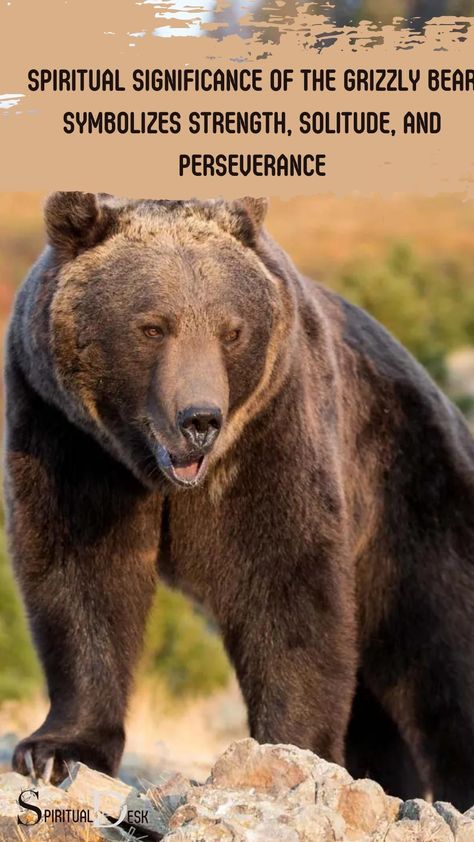 The spiritual significance of the grizzly bear symbolizes strength, solitude, and perseverance. It is an important creature within indigenous North American cultures, often thought to be a provider of protection and wisdom to those who respect it. #respect #thought #wisdom #protection #cultures #creature #perseverance #strength Bear Spiritual Meaning, Bear Meaning, Spiritual Animals, Bear Habitat, Native American Spirituality, Spiritual Animal, Native American Traditions, Symbol Of Strength, Animal Symbolism