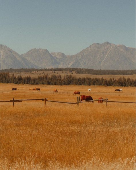 Neon Wasteland, Wild Palomino, Country Mountains, Western Mountains, Rootin Tootin, Farm Work, Mountain Farm, Western World, Cowboy Cowgirl