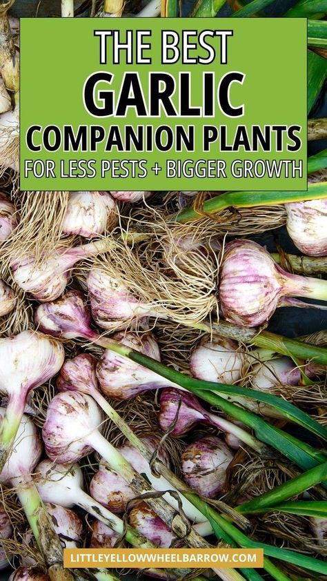 the top companion plants for garlic! Learn what to plant with garlic for bigger growth and less garden pests. These are the top growing ideas for garlic including which plants to plant with garlic for a big harvest. Learn how to companion planting can help grow better garlic. Read all about the best companion plants for garlic- and which herbs, flowers, and vegetables should be kept away from garlic in the vegetable garden. Garlic Companion Plants, Garlic Garden, Best Companion Plants, Garden Design Ideas On A Budget, Harvesting Garlic, Planting Garlic, Planting Onions, Vegetable Garden Tips, Small Vegetable Gardens