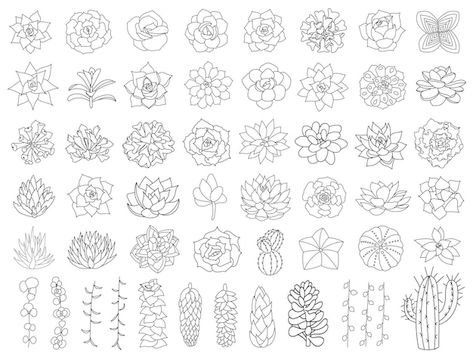 Vector succulent and cacti vector set. h... | Premium Vector #Freepik #vector #plant-outline #plant-doodle #cactus #succulent Succulents Aesthetic, Plant Outline, Suculent Plants, Plant Doodle, Cactus Vector, Desert Flowers, Dish Garden, Doodle Style, Plant Drawing