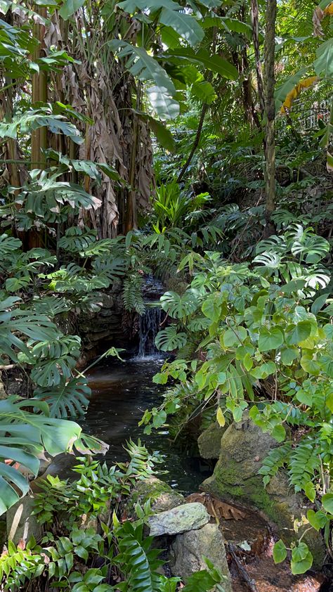 Nature Profile, Vietnam Jungle, Forest Pond, Amazon Rain Forest, Tropical Environment, Jungle Aesthetic, Rainforest Theme, Jungle Photography, Rainforest Plants