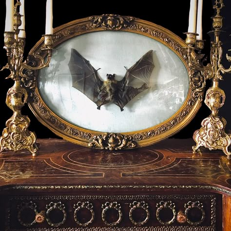 Victorian Taxidermy Display, Bat Taxidermy Display, Diy Oddities Decor, Goth Taxidermy, Oddities Aesthetic, Victorian Oddities, Bat Taxidermy, Taxidermy Aesthetic, Oddity Decor