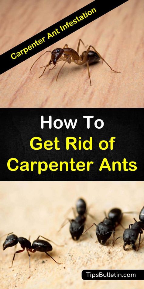 Learn how to get rid of carpenter ants naturally with these home remedies. The DIY pest control methods will help you deal with a carpenter ant infestation in the house. Learn how to use vinegar to deter ants and which plants will keep them at bay. #carpenterants #nocarpenterants #killcarpenterants Get Rid Of Carpenter Ants, Kill Carpenter Ants, Ant Killer Recipe, Carpenter Ants, Ant Repellent, Ant Problem, Ant Infestation, Ant Control, Kill Ants