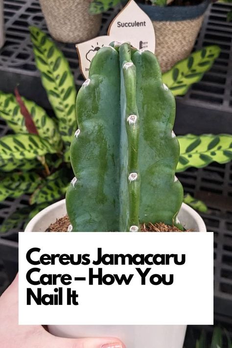 Elevate your Cereus Jamacaru care with expert insights. Whether you're a cactus enthusiast or new to succulent care, this comprehensive guide shares the secrets to nailing it. IG Photo by: houseplants.of.dsm Cactus Care, Clean Pots, Nail It, Seed Germination, Succulent Care, Clay Soil, House Plants Indoor, Natural Sunlight, Cacti And Succulents