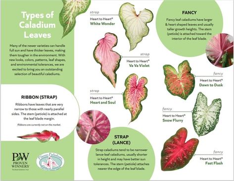 Caladium Care, Caladium Garden, Caladium Plants, Summer Bulbs, Shade Gardens, Creeping Jenny, Planting Pot, Garden Solutions, Reference Pics