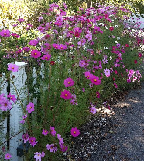 Color and fence Cheap Gardening, Purple Perennials, Flower Fence, Cosmos Flowers, Have Inspiration, Garden Gate, Trendy Flowers, Gorgeous Gardens, Annual Plants