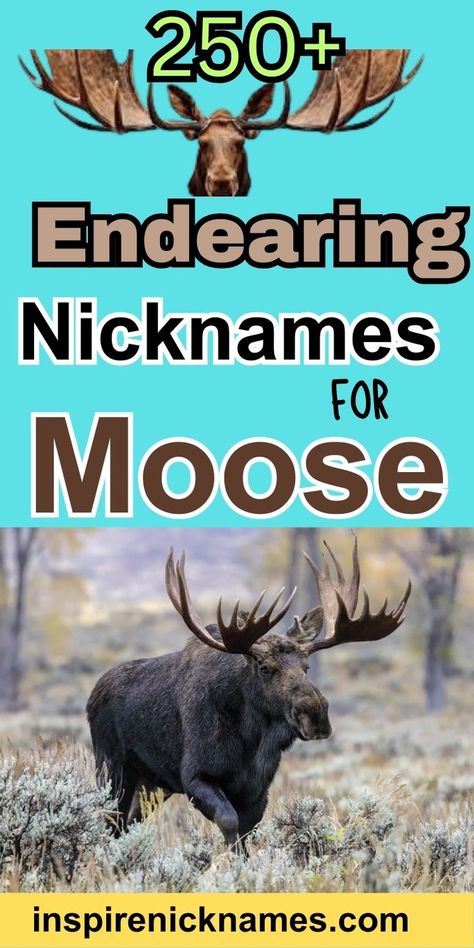 Embrace the gentle giants of the forest with Endearing Nicknames for Moose! Our blog explores the most charming and affectionate monikers for these majestic creatures, perfect for animal lovers and nature enthusiasts alike. Endearing Nicknames, Animal Nicknames, Majestic Creatures, Word Play, Gentle Giant, Animal Lovers, The Forest, Puns, Moose