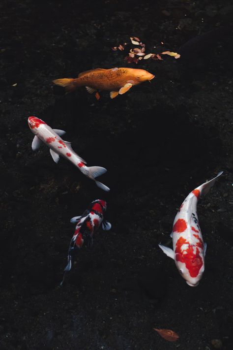 white and orange koi fish photo – Free Fish Image on Unsplash Koi Fish Photo, Orange Koi Fish, Koi Wallpaper, Pond Drawing, Fish Image, Black Koi Fish, Fish Photo, Orange Koi, Photos Of Fish