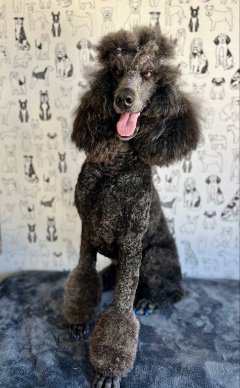 Standard poodle top knot ideas Standard Poodle Top Knot Styles, Poodle Top Knot Styles, Poodle Top Knot, Knot Ideas, Poodle Grooming, Top Knots, Standard Poodle, Top Knot, Knot