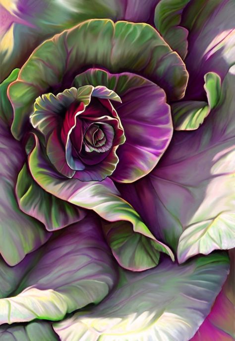 Painting of a cabbage in tones of red, green and gold. Cabbage Painting, Embroidery Samples, Cabbage Flowers, Digital Sketchbook, Ornamental Kale, Garden Watercolor, Cabbage Rose, Cabbage Leaves, Cabbages