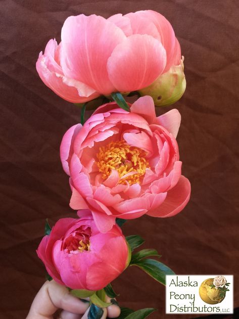 Peony Blooming Stages, Blooming Peony Tattoo, Peony Reference, Closed Peony, Flower Library, Yorkshire Rose, Coral Charm Peony, Peony Bud, Coral Peonies