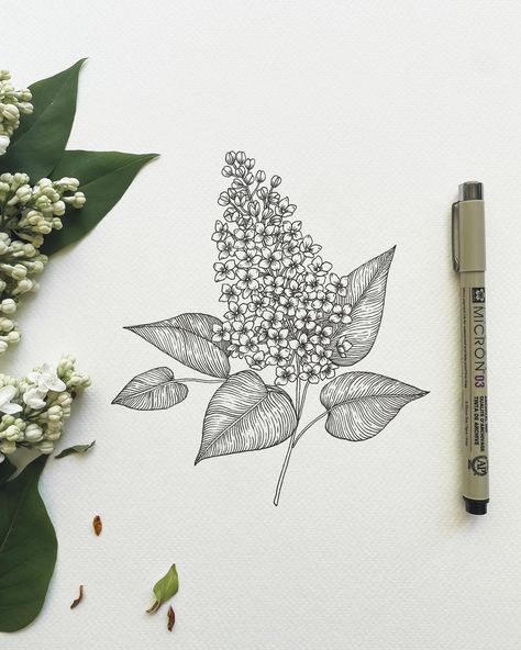 ‘Tis the season Draw some #lilacs with me in my latest YouTube video! . . . . . . #lilac #lilacdrawing #youtubevideo #howtodrawflowers #floralpursuits #inkdrawing #sketchbookdrawing #flowerdrawing #drawingdaily Lilac Drawing, How To Dr, Painted Window Art, Sketchbook Drawing, Hand Embroidery Art, Window Painting, Window Art, Tis The Season, Ink Drawing