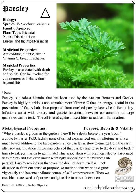 Tips on Herbal Lore & Magick: My second free herb lore oracle card! Parsley was believed to prevent food spoilage since antiquity, because the Romans placed parsley on their plates as well as e… Magical Properties Of Parsley, Parsley In Witchcraft, Parsley Spiritual Benefits, Witchcraft Parsley, Parsley Magical Properties, Parsley Witchcraft, Herbal Witch, Medicine Garden, Food Spoilage